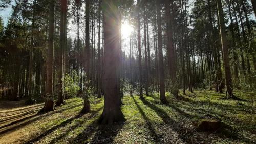 Waldlicht_gehstein